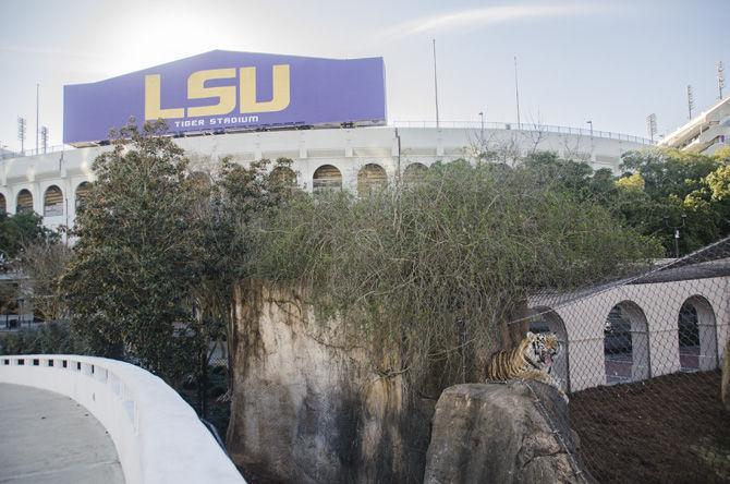 PHOTOS: Mike the Tiger