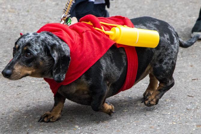 PHOTOS: Bark in the Park