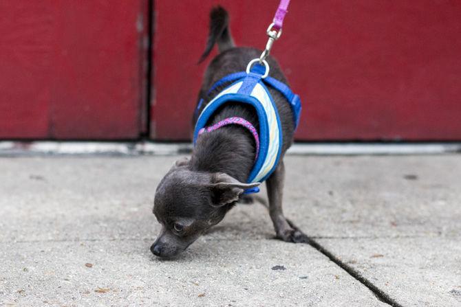 PHOTOS: Bark in the Park