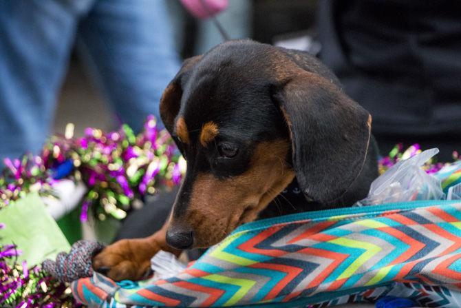 PHOTOS: Bark in the Park