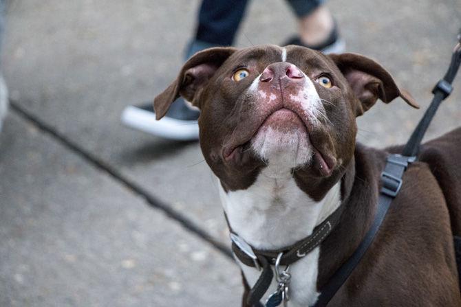 PHOTOS: Bark in the Park