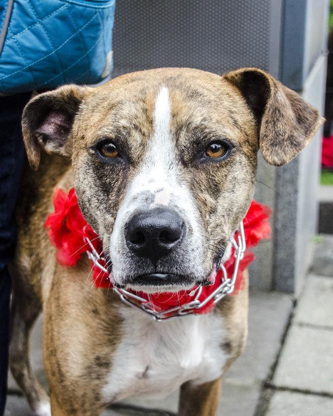 PHOTOS: Bark in the Park