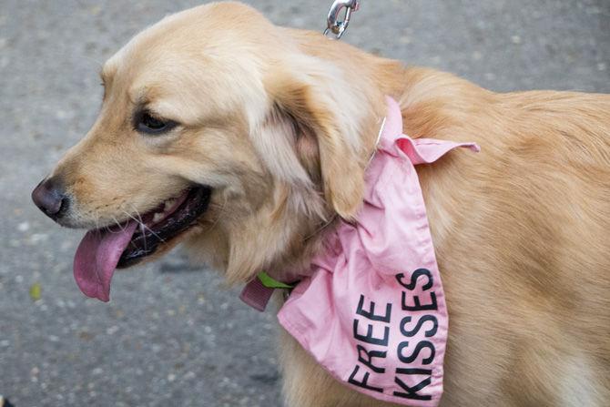 PHOTOS: Bark in the Park