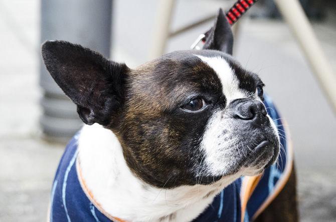 PHOTOS: Bark in the Park