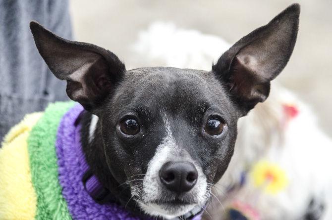 PHOTOS: Bark in the Park