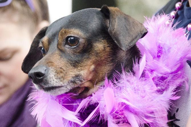 PHOTOS: Bark in the Park