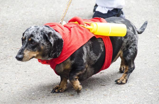 PHOTOS: Bark in the Park