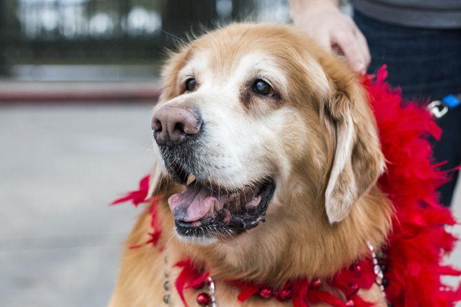 PHOTOS: Bark in the Park