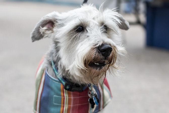 PHOTOS: Bark in the Park