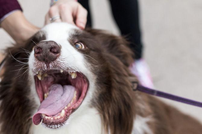 PHOTOS: Bark in the Park