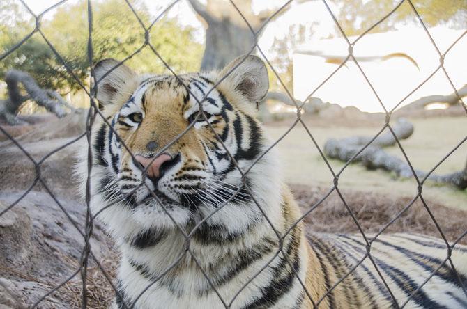 PHOTOS: Mike the Tiger