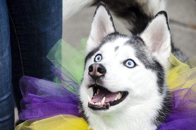 PHOTOS: Bark in the Park