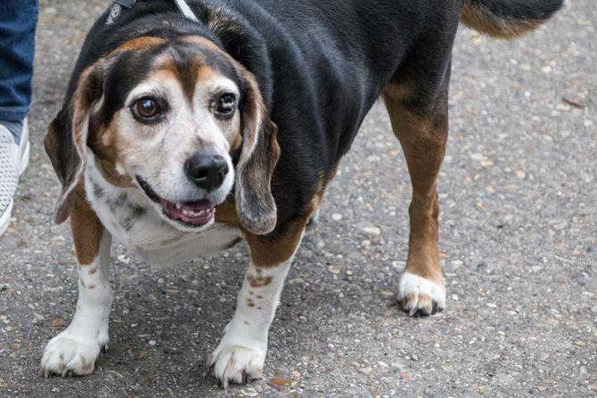 PHOTOS: Bark in the Park