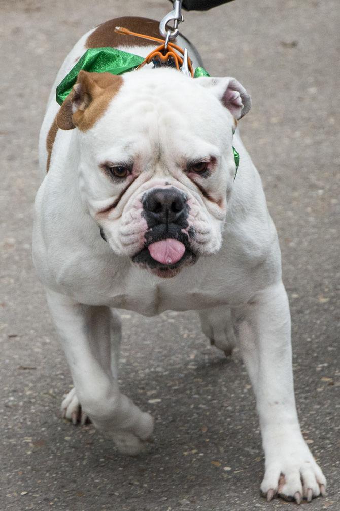 PHOTOS: Bark in the Park