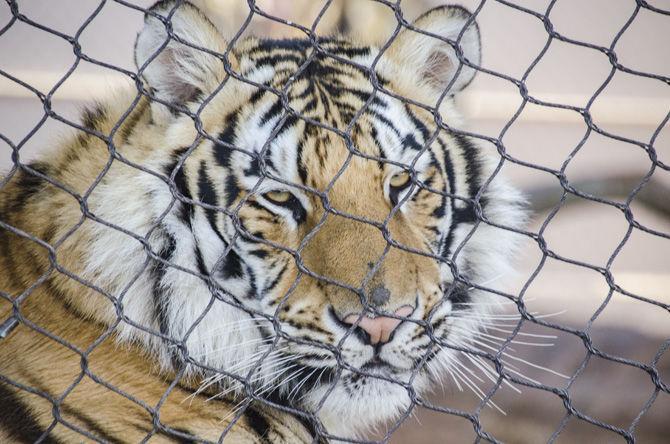 PHOTOS: Mike the Tiger