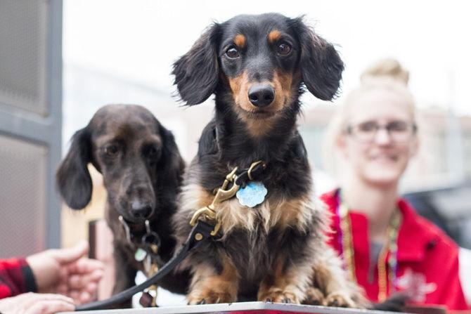 PHOTOS: Bark in the Park