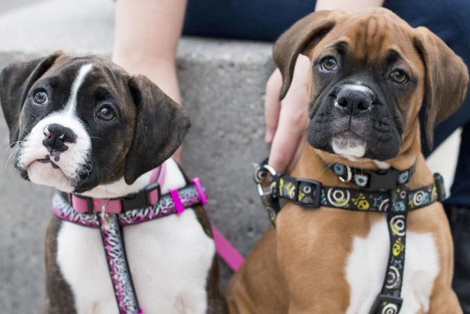 PHOTOS: Bark in the Park