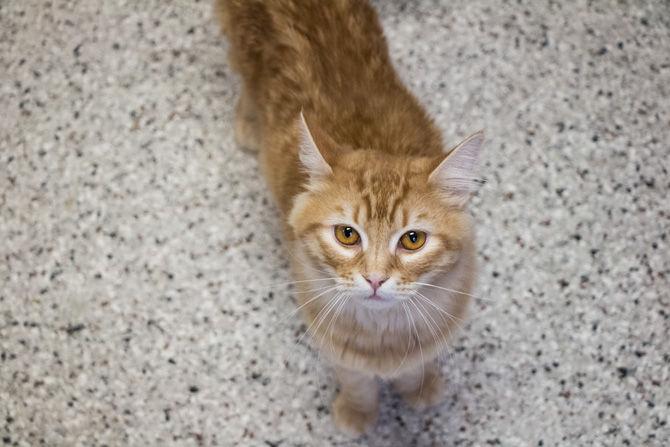 PHOTOS: Cat Haven Adoption Day