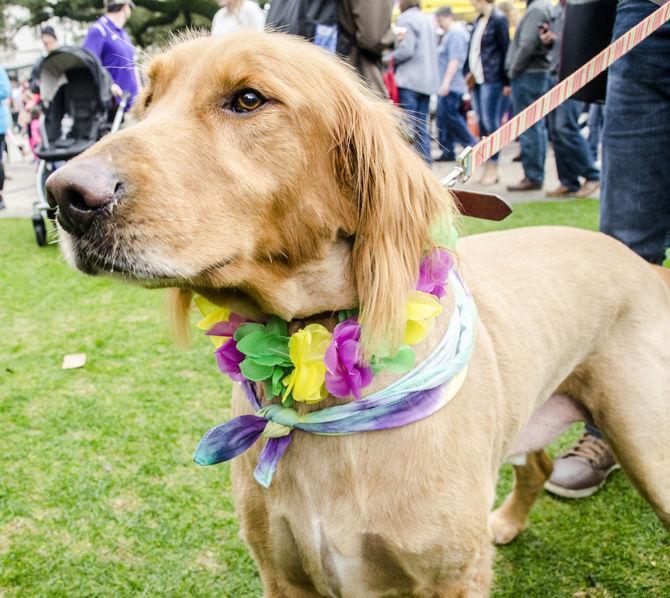 PHOTOS: Bark in the Park