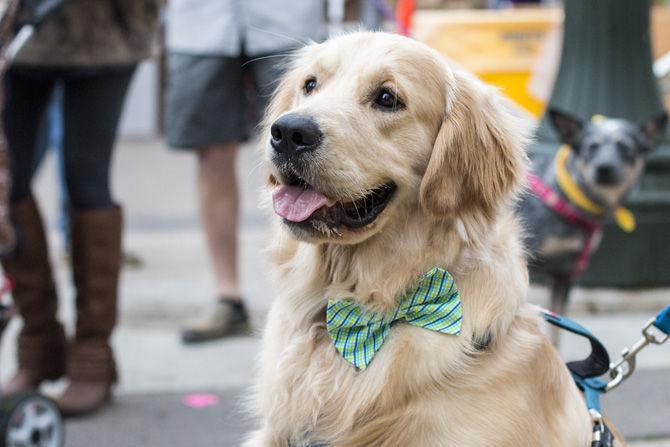 PHOTOS: Bark in the Park