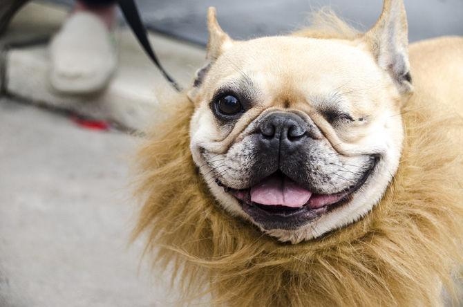 PHOTOS: Bark in the Park