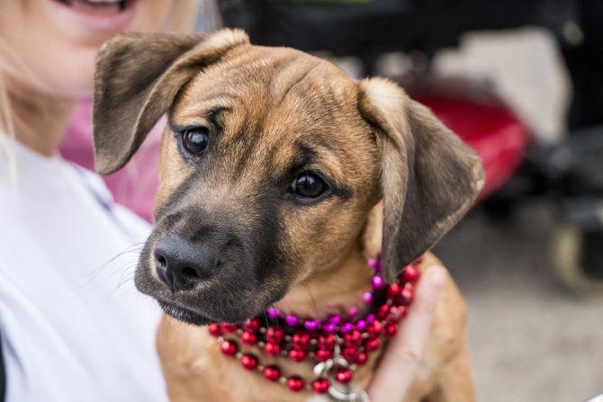 PHOTOS: Bark in the Park