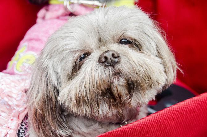 PHOTOS: Bark in the Park