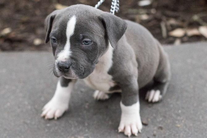 PHOTOS: Bark in the Park