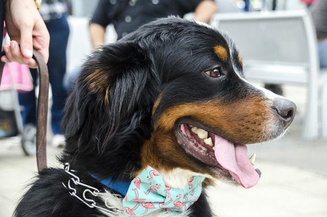 PHOTOS: Bark in the Park