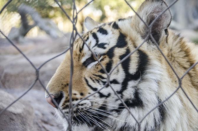 PHOTOS: Mike the Tiger