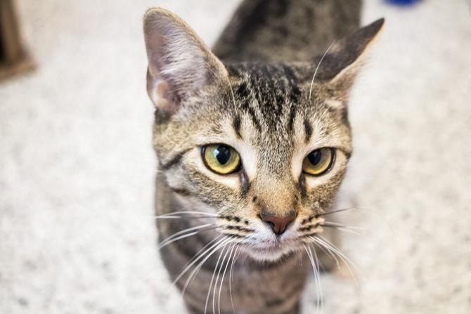 PHOTOS: Cat Haven Adoption Day