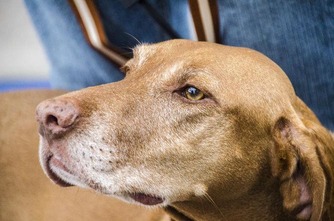 PHOTOS: Bark in the Park