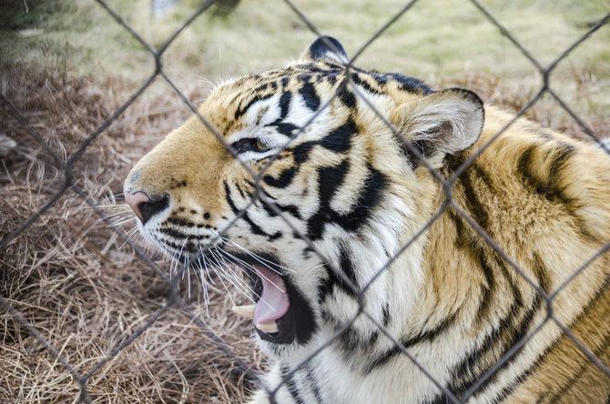 PHOTOS: Mike the Tiger