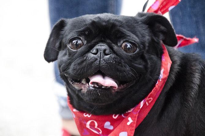 PHOTOS: Bark in the Park