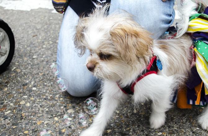 PHOTOS: Bark in the Park