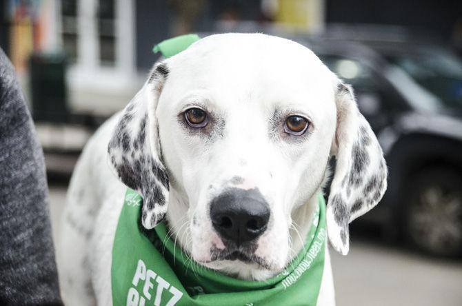 PHOTOS: Bark in the Park