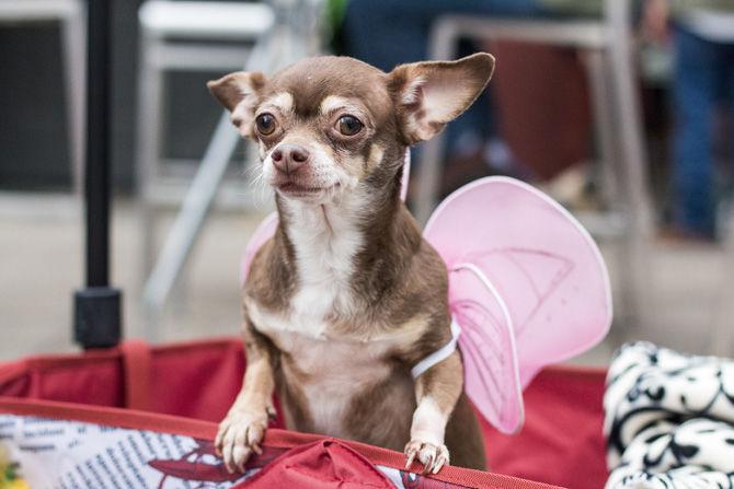 PHOTOS: Bark in the Park