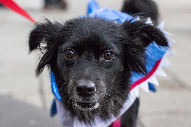 PHOTOS: Bark in the Park