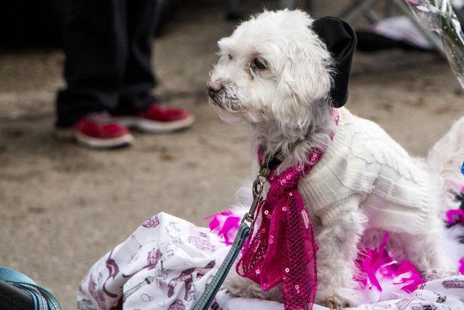 PHOTOS: Bark in the Park