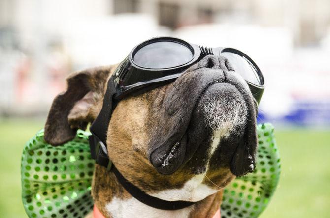 PHOTOS: Bark in the Park