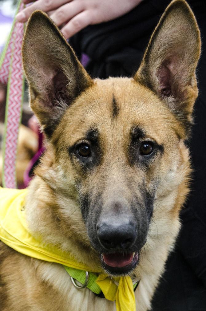 PHOTOS: Bark in the Park