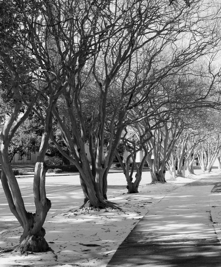 Snow covers the ground near LSU's parade grounds.&#160;