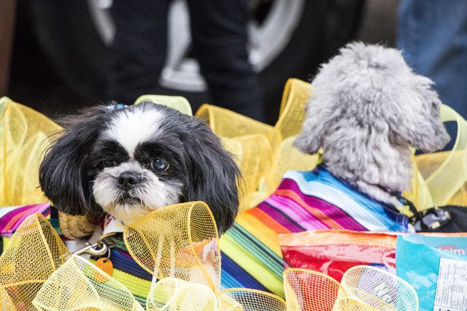 PHOTOS: Bark in the Park