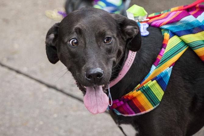 PHOTOS: Bark in the Park