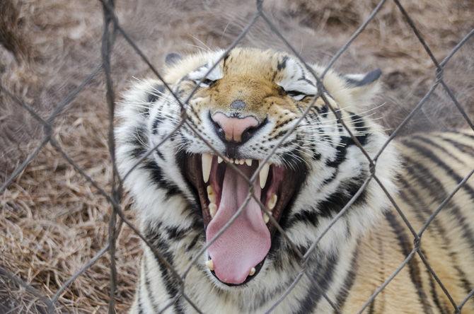 PHOTOS: Mike the Tiger