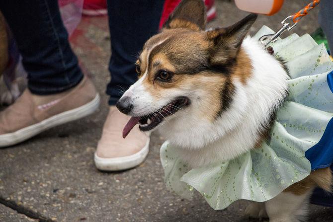 PHOTOS: Bark in the Park