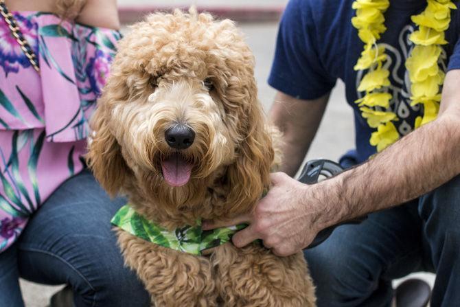 PHOTOS: Bark in the Park