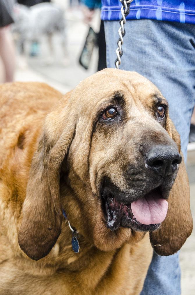 PHOTOS: Bark in the Park