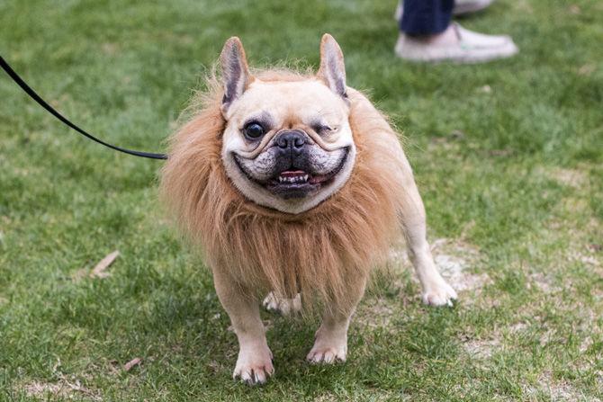 PHOTOS: Bark in the Park