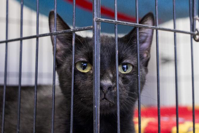 PHOTOS: Cat Haven Adoption Day